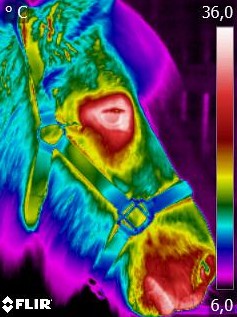 Pferdethermografie Kopf