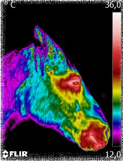 Pferdethermografie Kopf