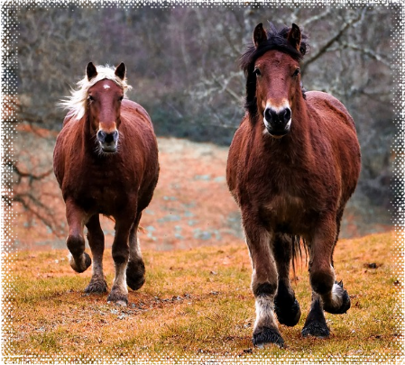 Pferde in der Natur